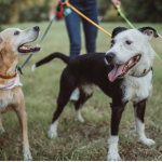 Dog Walking: A Simple Habit with Long-Term Benefits